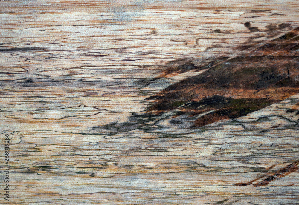 Naklejka premium Macro photography of different textures of wood produced naturally by fungi marks, humidity, fire or by tools.