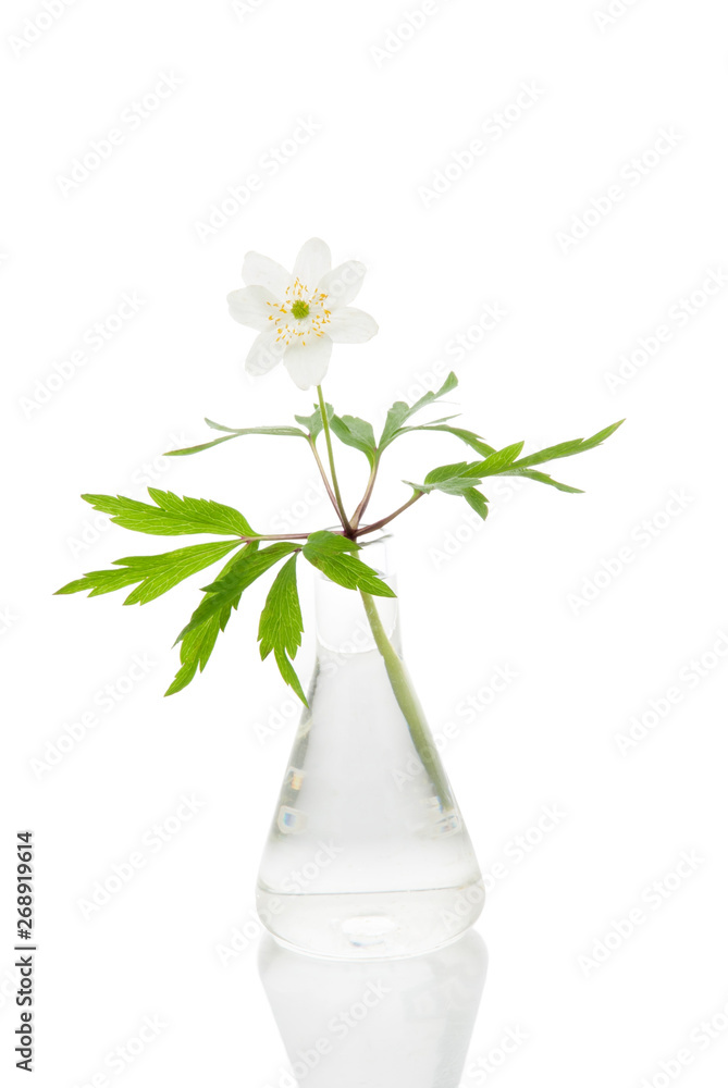 Anemone ranunculoids in a glass flask on a white background Anemone ranunculoids in a glass flask on a white background