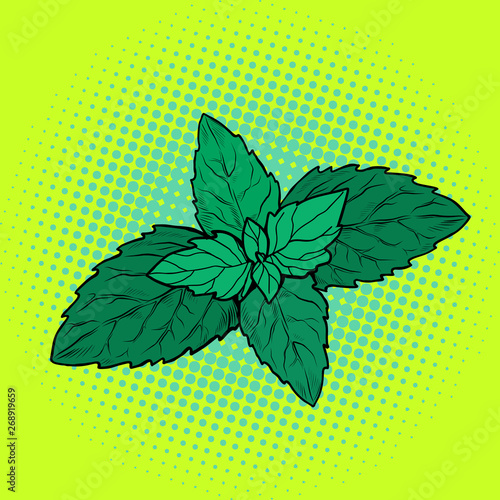 mint leaf, aromatic plant