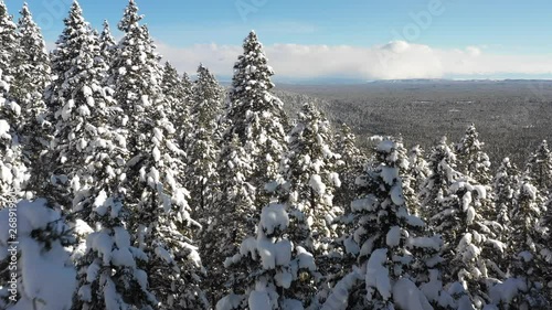 Aerial flyover view of snow covered trees on mountain / Island Park, Idaho, United States photo