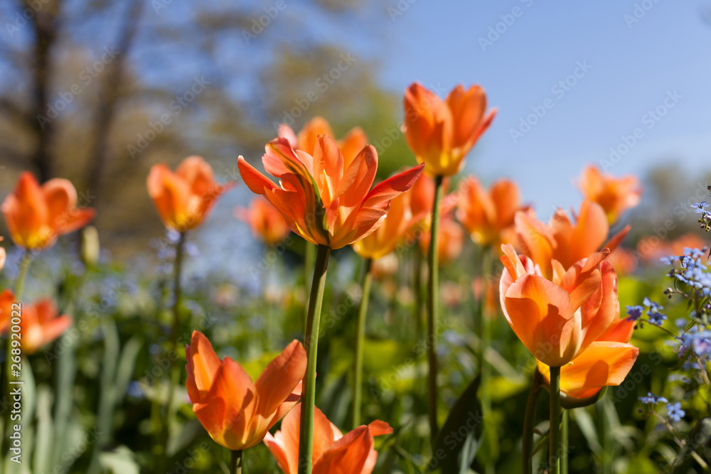 Spring tulips in the park Spring tulips in the park