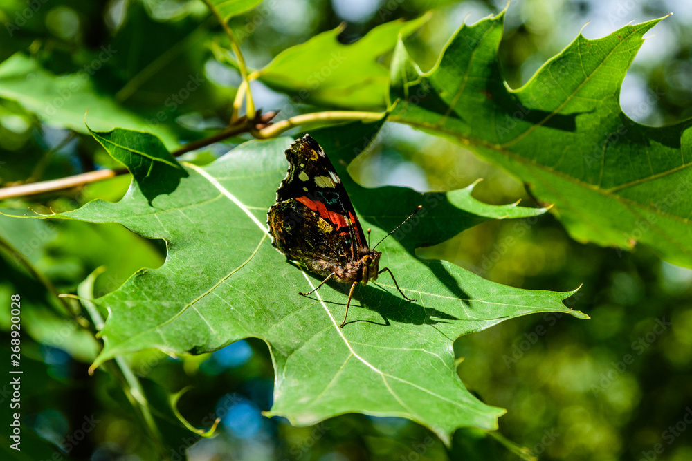 Red admiral (Vanessa atalanta) butterfly on the leaf of oak tree