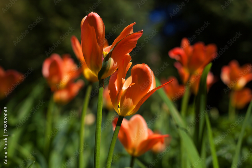 Spring tulips in the park Spring tulips in the park