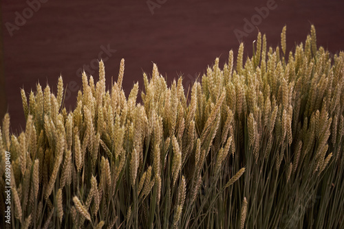 Ear of Wheat bundle, close-up. Ear of barley background