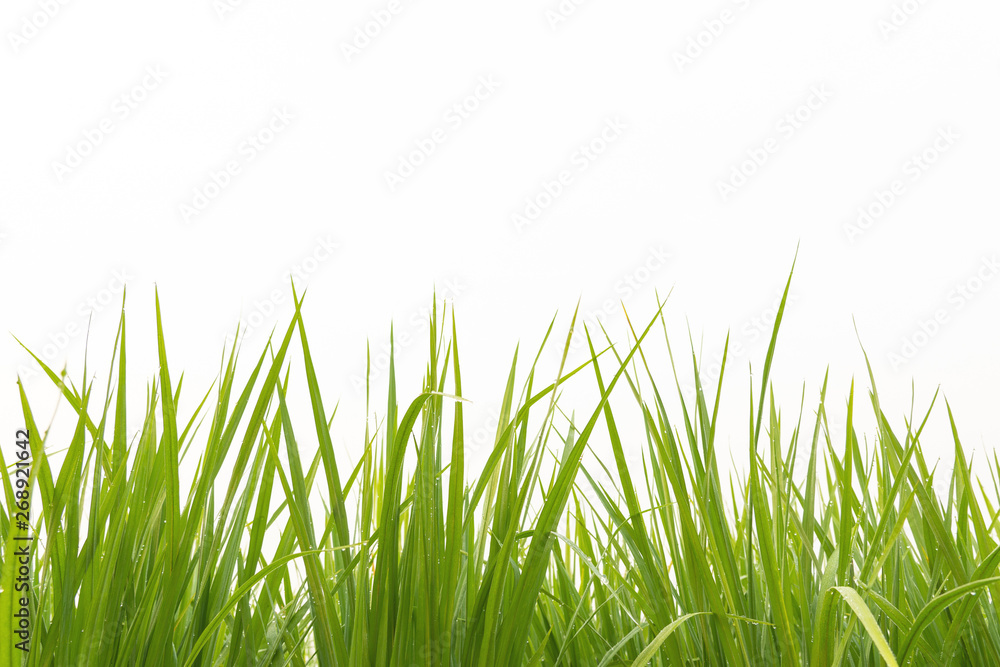 Young rice growing in the paddy field on white background. Countryside of Thailand. Young rice growing in the paddy field on white background. Countryside of Thailand.