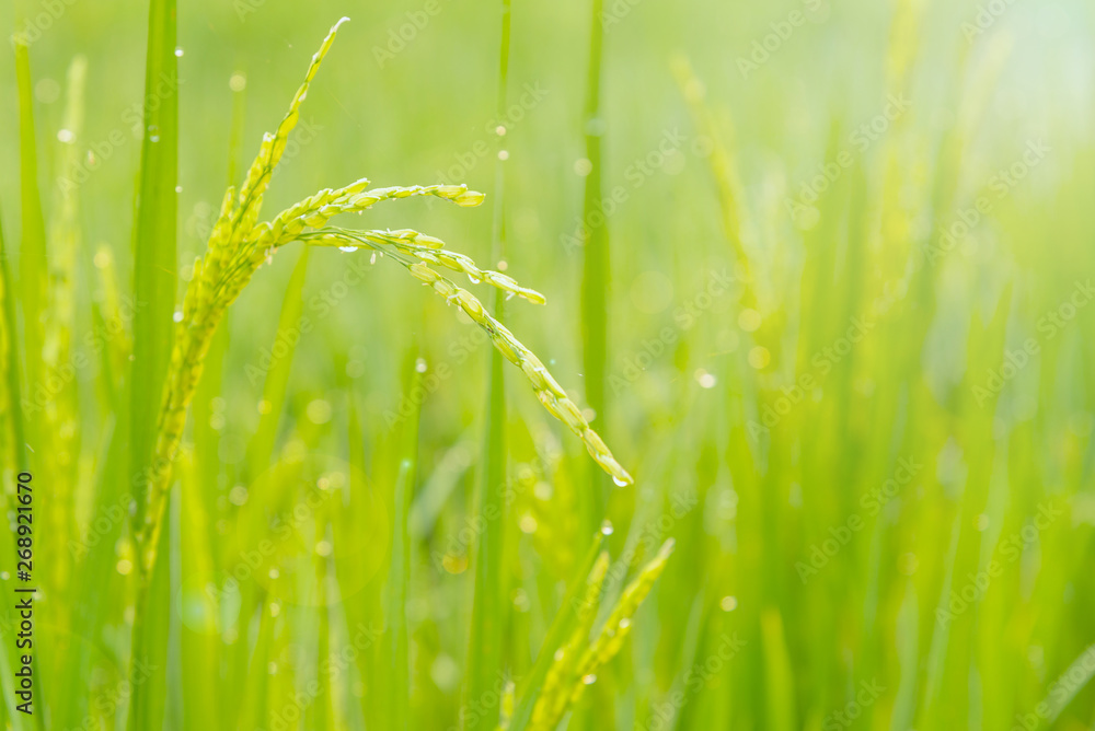 Obraz premium Young ear of rice in green paddy field. Countryside of Thailand. Selective focus.