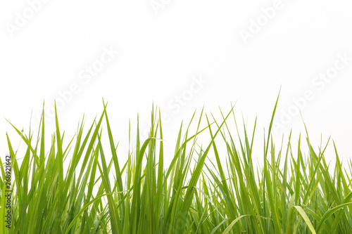 Young rice growing in the paddy field on white background. Countryside of Thailand.