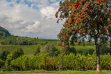Vogelbeere, Eberesche, Vogelbeerbaum (Sorbus aucuparia) mit roten Beeren,