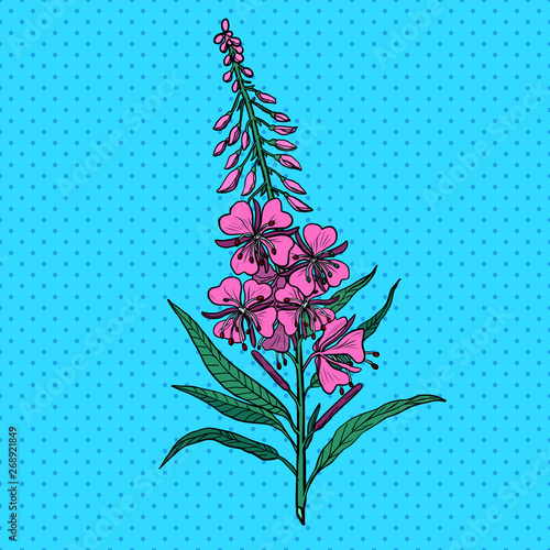 Bild auf Leinwand Ivan tea medicinal plant