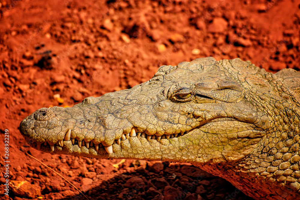 Fototapeta premium Close up photo of the mouth and teeth of a nile crocodile. It is portrait of head. IIt is wildlife photo of Nile crocodile in Senegal, Africa.