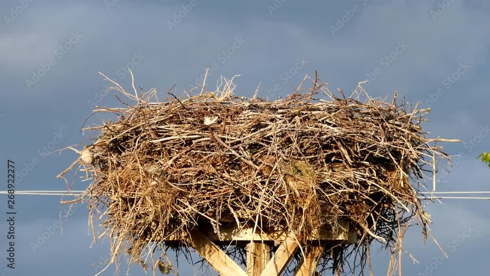 sparrow birds, storks nest and sparrow birds nesting around the stork nest, There are sparrow nests on stork nest, sparrow birds, storks nest and sparrow birds nesting around the stork nest, There are sparrow nests on stork nest,