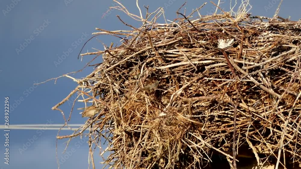 sparrow birds, storks nest and sparrow birds nesting around the stork nest, There are sparrow nests on stork nest, sparrow birds, storks nest and sparrow birds nesting around the stork nest, There are sparrow nests on stork nest,