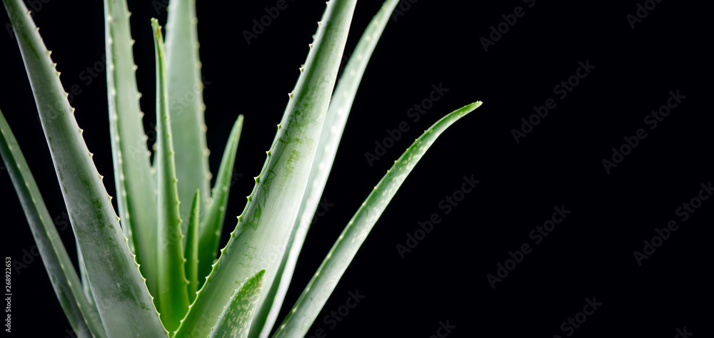 Fototapeta premium Aloe Vera closeup. Aloevera plant on black background. Natural organic renewal cosmetics, alternative medicine. Skincare concept