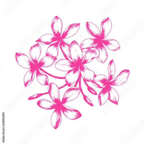Tropical plumeria plant. Isolated realistic vector illustration of frangipani flowers.