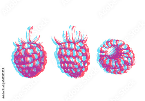 Hand drawn illustration of raspberry isolated on white background. Vector engraving fruit sketch. Anaglyph 3d stereo effect.