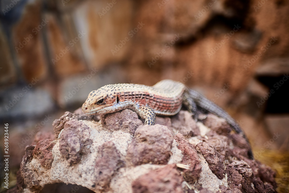small lizard enjoying the sun in a rock small lizard enjoying the sun in a rock