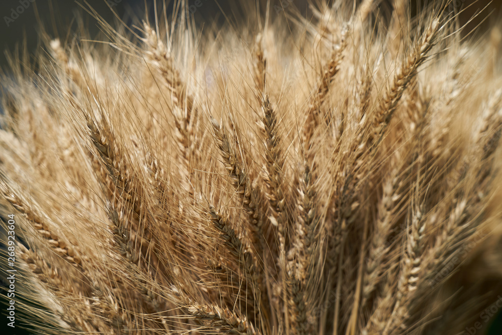 Ear of barley background, agriculture concept. Plant Ear of barley background, agriculture concept. Plant