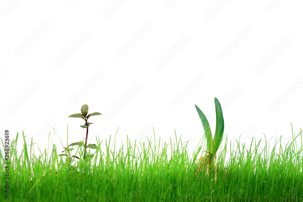 Fototapeta premium Szczypiorek cebuli i młoda mięta w zielonej trawie na białym tle.