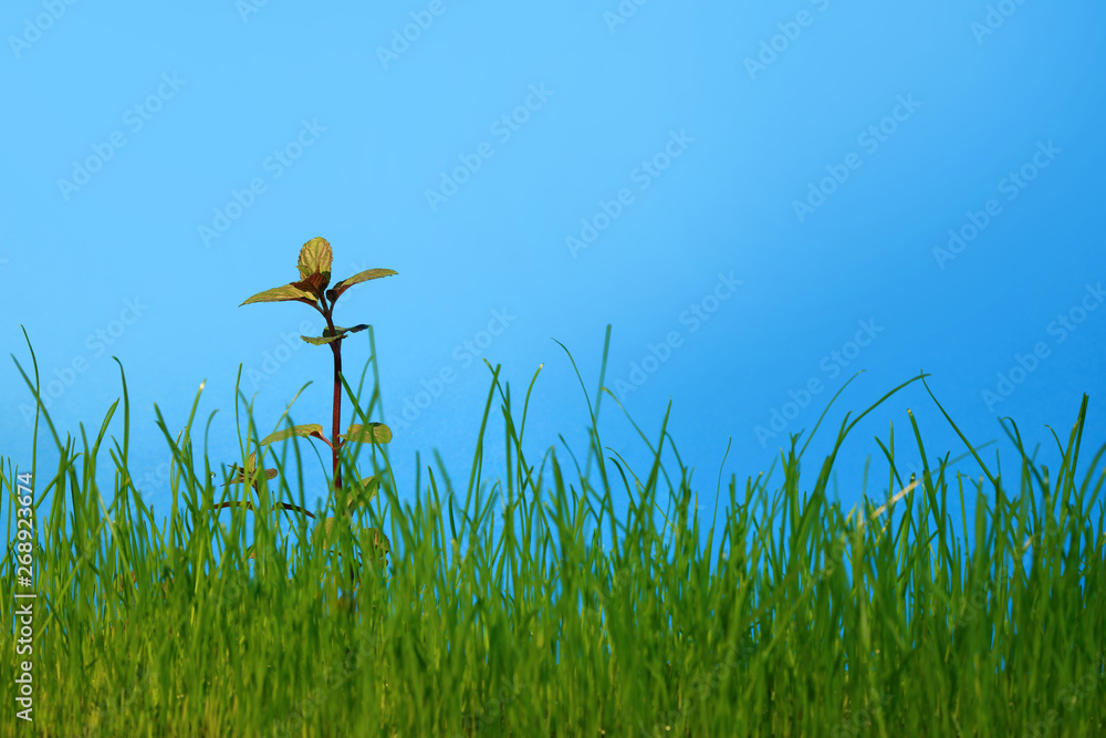 Młoda mięta w zielonej trawie na niebieskim tle. - obrazy, fototapety, plakaty 