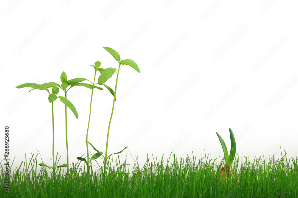 Szczypiorek cebuli i młody słonecznik w zielonej trawie na białym tle. - obrazy, fototapety, plakaty 