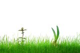 Szczypiorek cebuli i młoda mięta w zielonej trawie na białym tle.