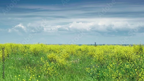 Green field with beautiful yellow flowers and nice deep clouds photo