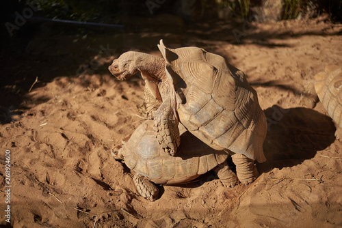 Tortoises reproducing under direct sunlight