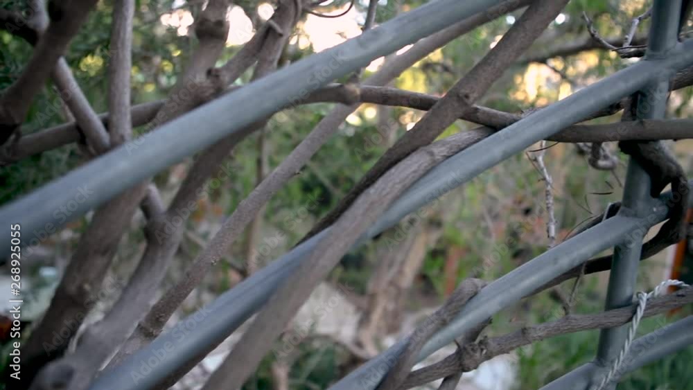 Trees Wrapping Around Metal Staircase Trees Wrapping Around Metal Staircase