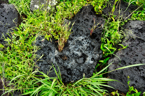 Native plants growing on volcanic rock at Cuicuilco Archaeological Site, Mexico City, Mexico. photo