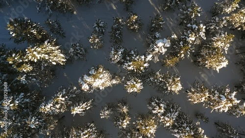 Aerial view of snow covered trees spinning clockwise / Island Park, Idaho, United States photo