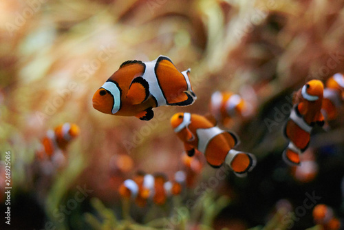 school of clown fish swimming underwater