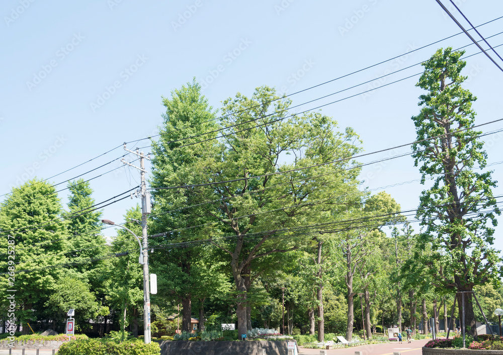 Obraz premium 緑豊かな滝野川公園の入口（東京都北区）