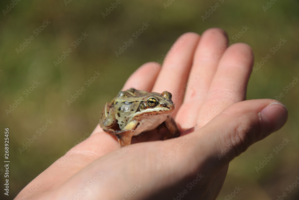 Small Brown Frog Close Up Small Brown Frog Close Up