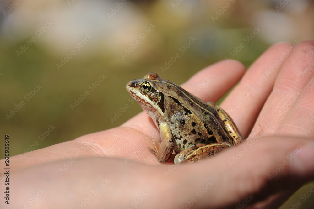 Small Brown Frog Close Up Small Brown Frog Close Up