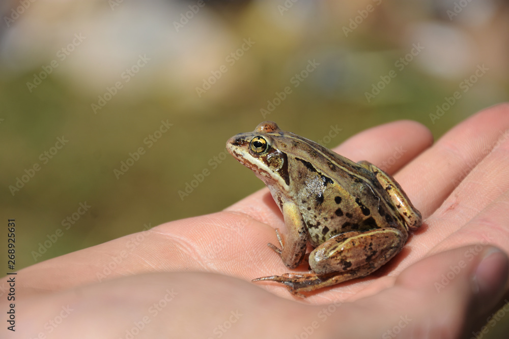 Small Brown Frog Close Up Small Brown Frog Close Up