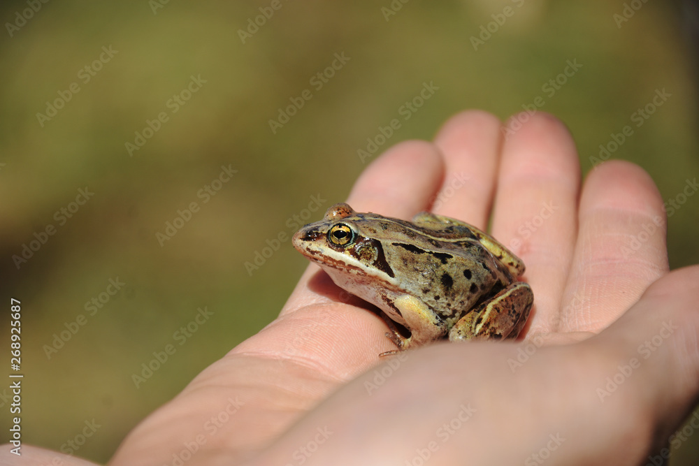 Small Brown Frog Close Up Small Brown Frog Close Up