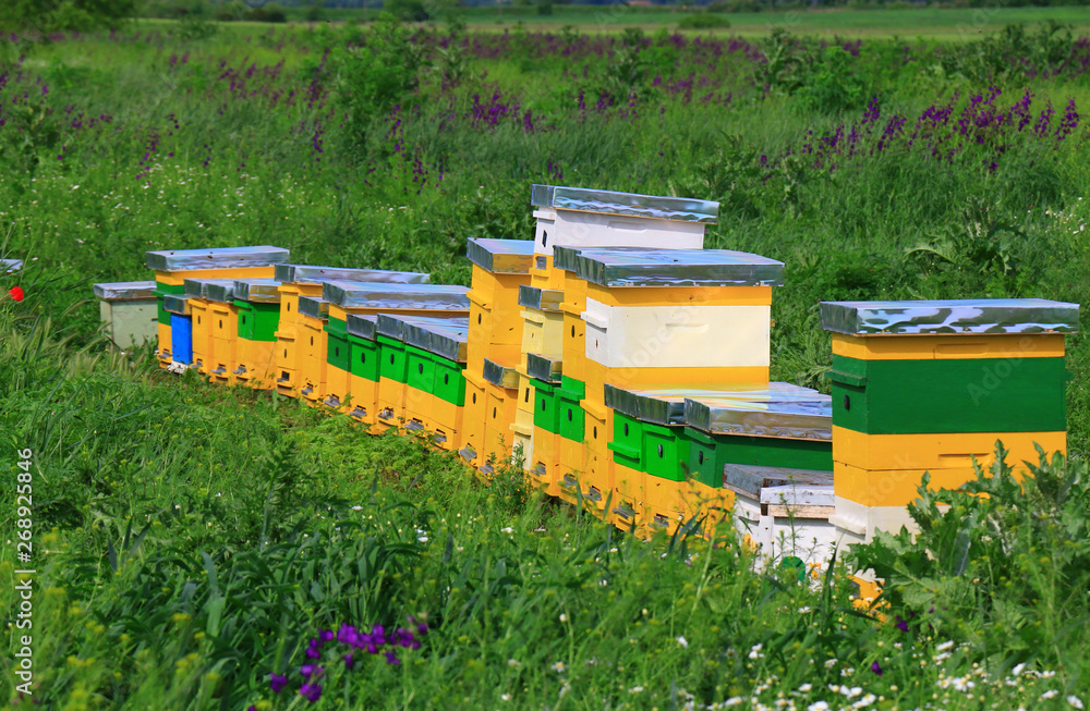Hives in an apiary in a spring garden. Hives in an apiary in a spring garden.
