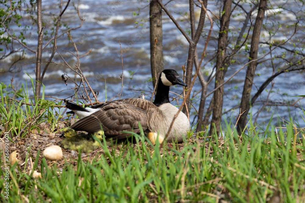 A mama goose hatching eggs. A goose mother hatching with it's goslings and eggs. A mama goose hatching eggs. A goose mother hatching with it's goslings and eggs.