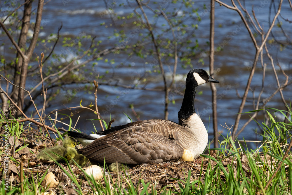 Obraz premium A mama goose hatching eggs. A goose mother hatching with it's goslings and eggs. 