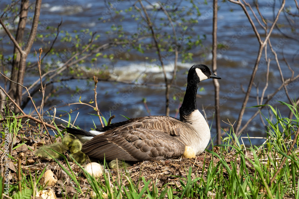 Obraz premium A mama goose hatching eggs. A goose mother hatching with it's goslings and eggs. 