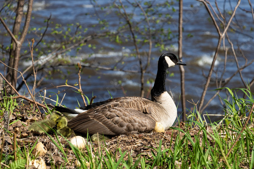 A mama goose hatching eggs. A goose  mother hatching with it's goslings and eggs. 