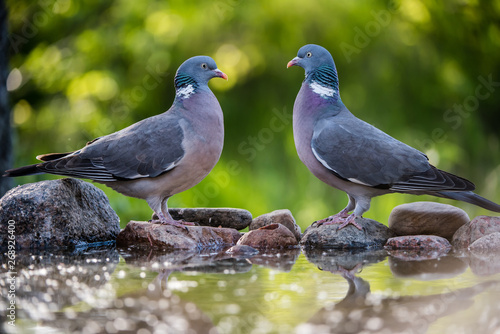 Common Wood Pigeons meeting at the waterhole. photo