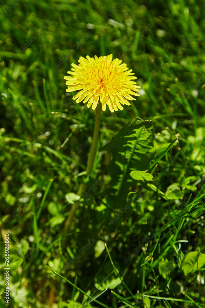 Obraz premium Flower of dandelion. Spring background.