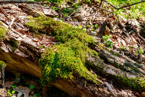 Green moss growing on fallen tree trunk in forest