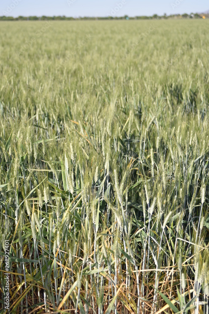 Arizona wheat ripening for harvest Arizona wheat ripening for harvest