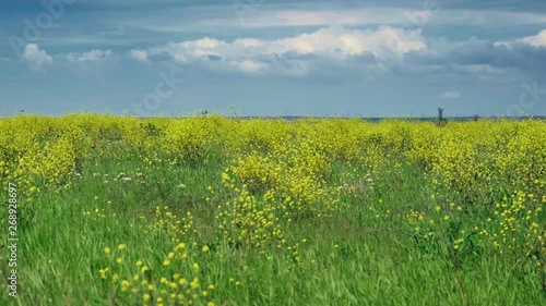 Nice green field with beautiful yellow flowers photo