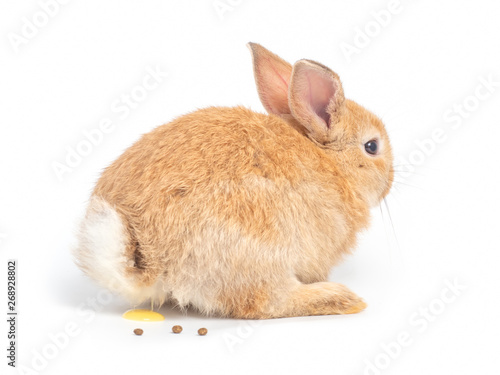 Photography Orange-brown cute baby rabbit during excretion on white background