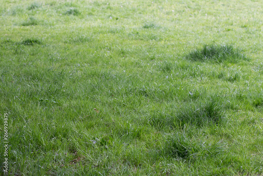 Grasses of the lawn Grasses of the lawn