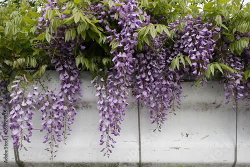 A bunch of wisteria flowers