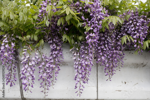 A bunch of wisteria flowers